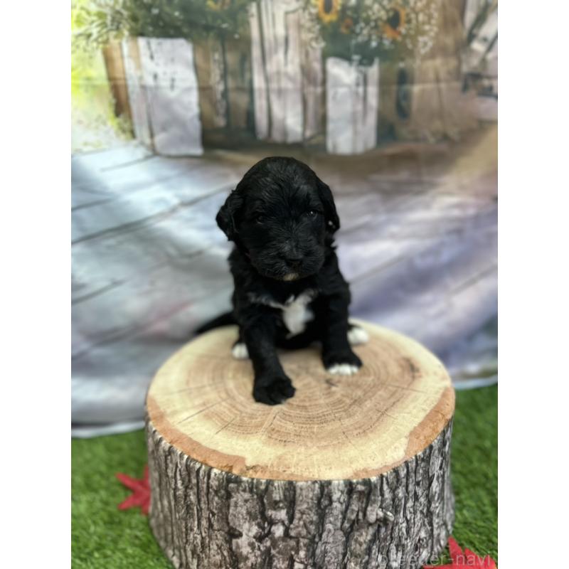 成約済の北海道のバーニードゥードル:バーニーズ×スタンダードプードル-415010の10枚目