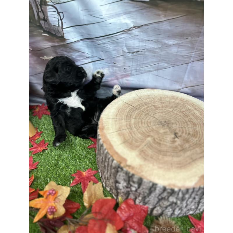 成約済の北海道のバーニードゥードル:バーニーズ×スタンダードプードル-415010の9枚目