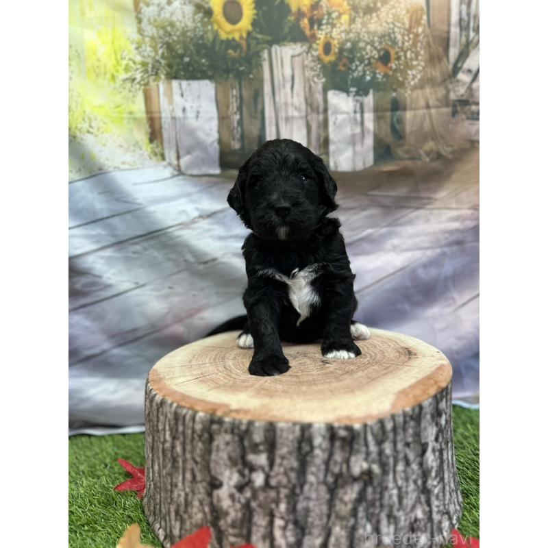 成約済の北海道のバーニードゥードル:バーニーズ×スタンダードプードル-415010の8枚目