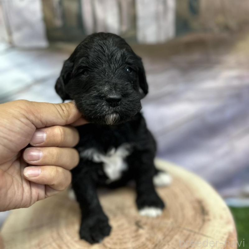 成約済の北海道のバーニードゥードル:バーニーズ×スタンダードプードル-415010の7枚目