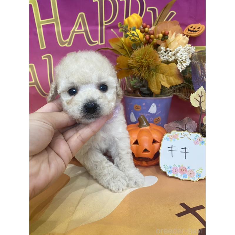 商談中の兵庫県のタイニープードル-413260の8枚目