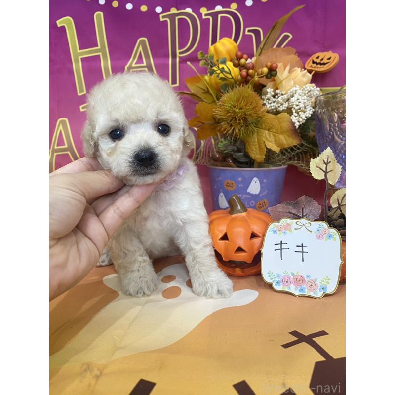 商談中の兵庫県のタイニープードル-413260の7枚目