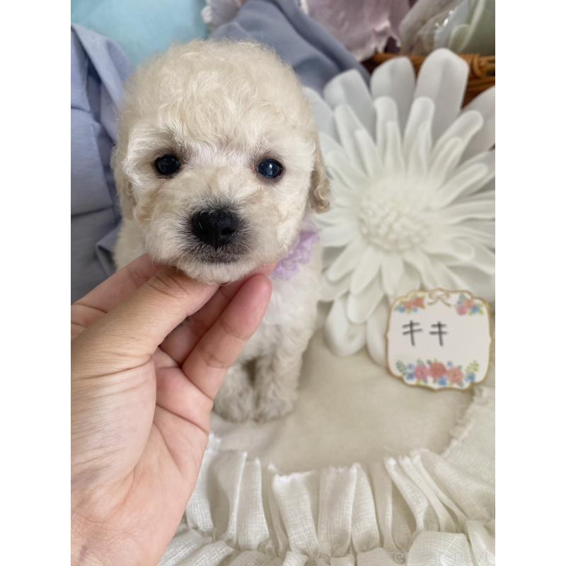 商談中の兵庫県のタイニープードル-413260の6枚目