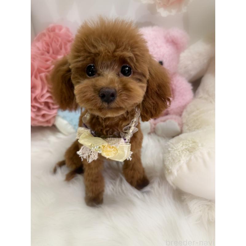 販売中の香川県のタイニープードル-391947の3枚目