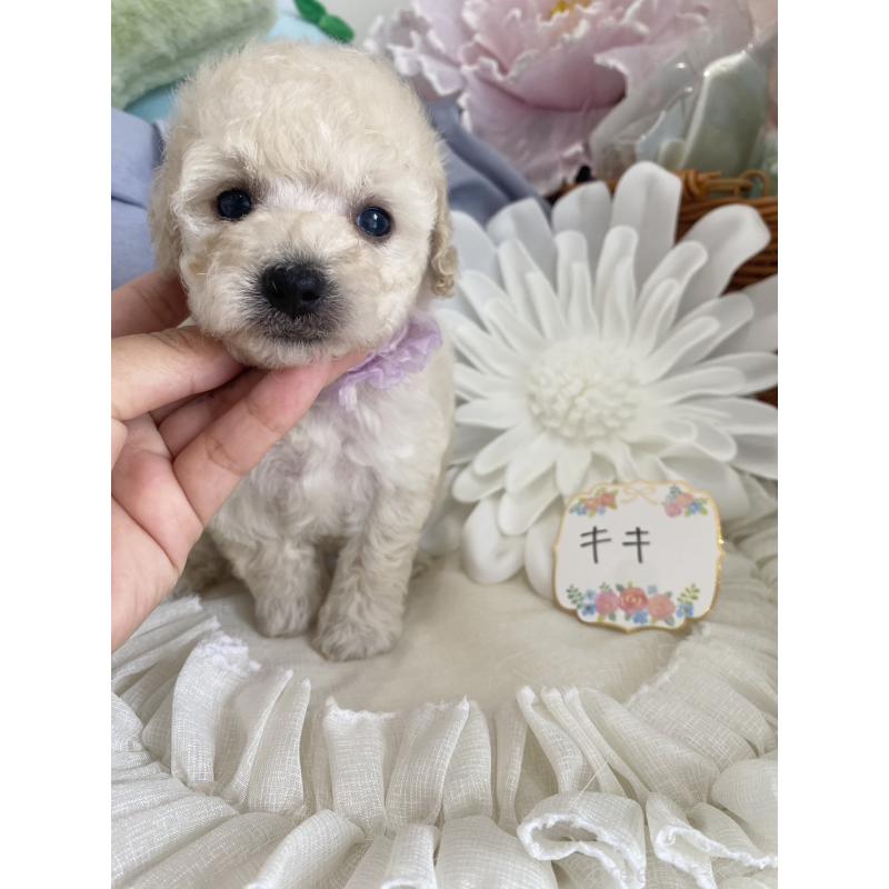 商談中の兵庫県のタイニープードル-413260の5枚目