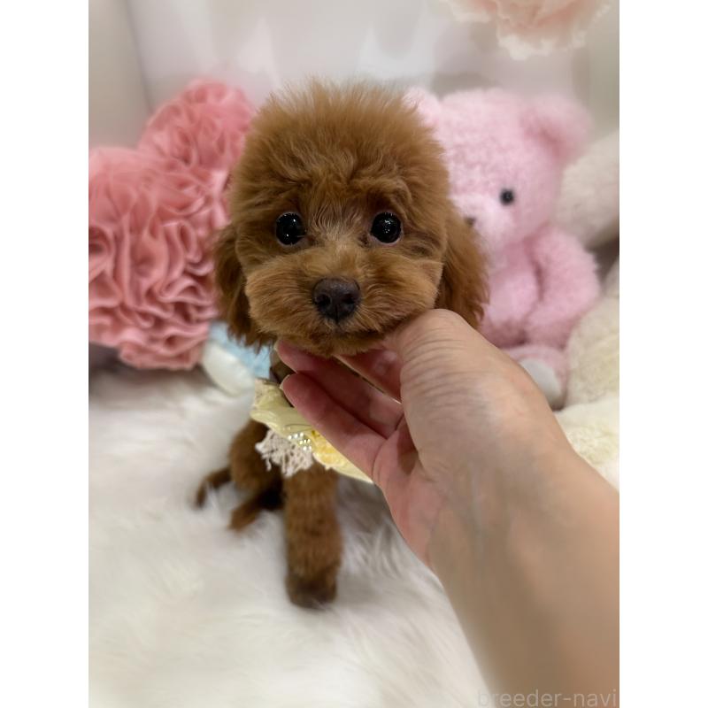 販売中の香川県のタイニープードル-391947の2枚目