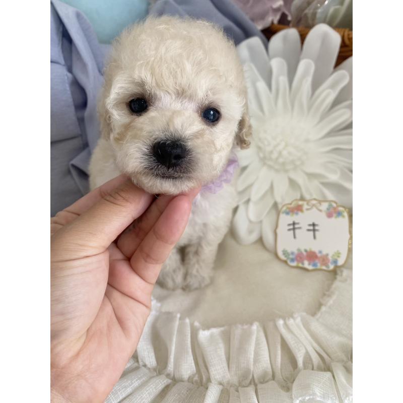 商談中の兵庫県のタイニープードル-413260の4枚目