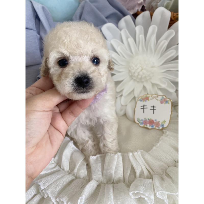 商談中の兵庫県のタイニープードル-413260の3枚目