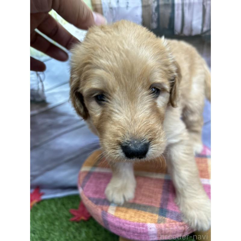 販売中の北海道のゴールデンドゥードル:ゴールデンレトリーバー×プードル-413981の14枚目