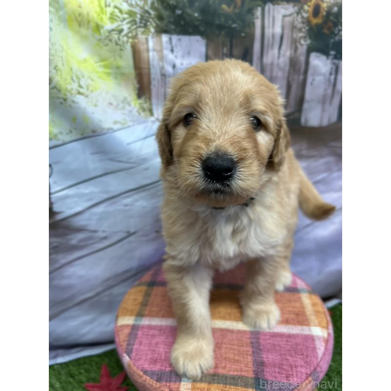 販売中の北海道のゴールデンドゥードル:ゴールデンレトリーバー×プードル-413981の13枚目