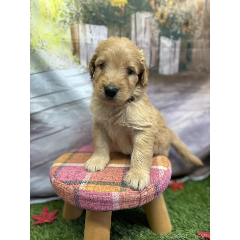 販売中の北海道のゴールデンドゥードル:ゴールデンレトリーバー×プードル-413981の12枚目