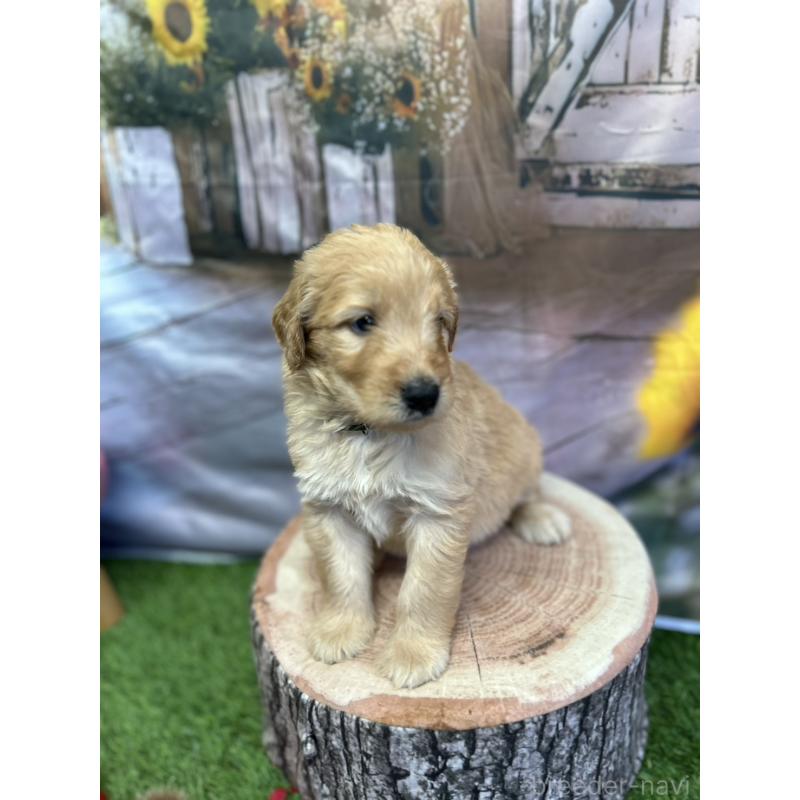 販売中の北海道のゴールデンドゥードル:ゴールデンレトリーバー×プードル-413981の11枚目