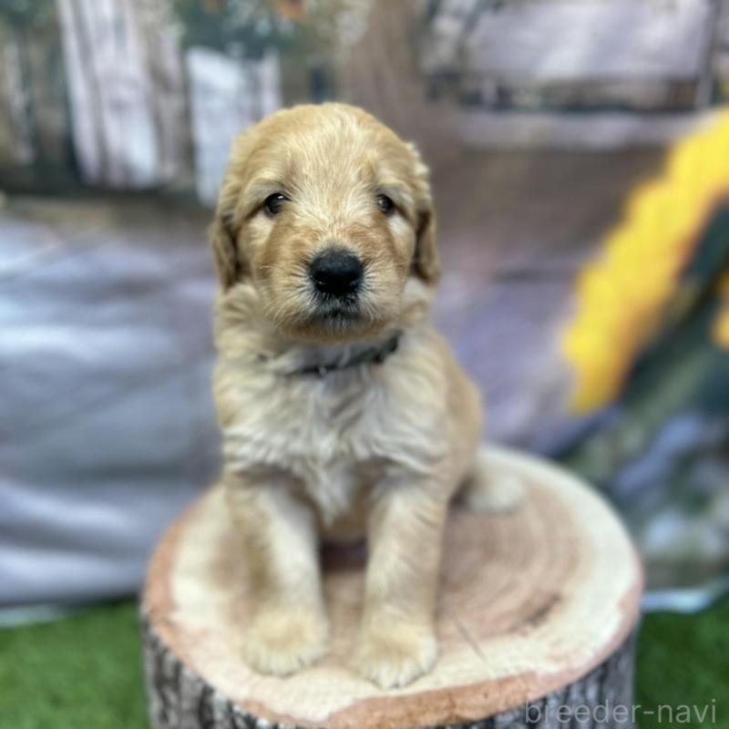 販売中の北海道のゴールデンドゥードル:ゴールデンレトリーバー×プードル-413981の10枚目