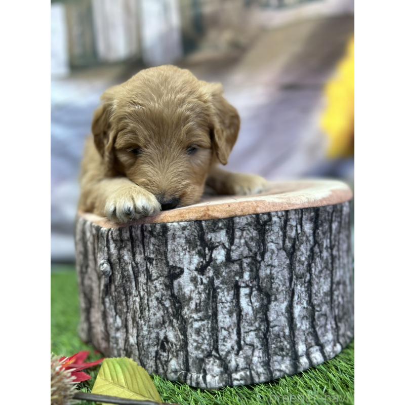 販売中の北海道のゴールデンドゥードル:ゴールデンレトリーバー×プードル-413985の17枚目