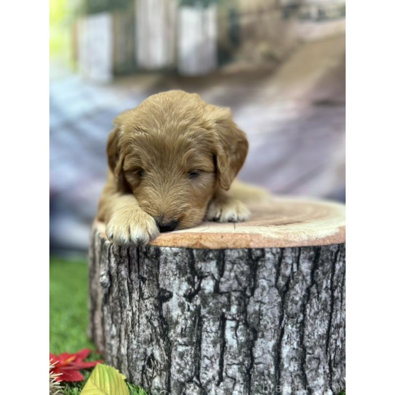 販売中の北海道のゴールデンドゥードル:ゴールデンレトリーバー×プードル-413985の16枚目