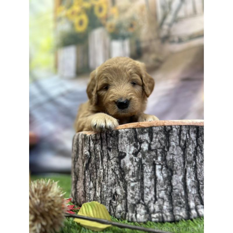 販売中の北海道のゴールデンドゥードル:ゴールデンレトリーバー×プードル-413985の15枚目