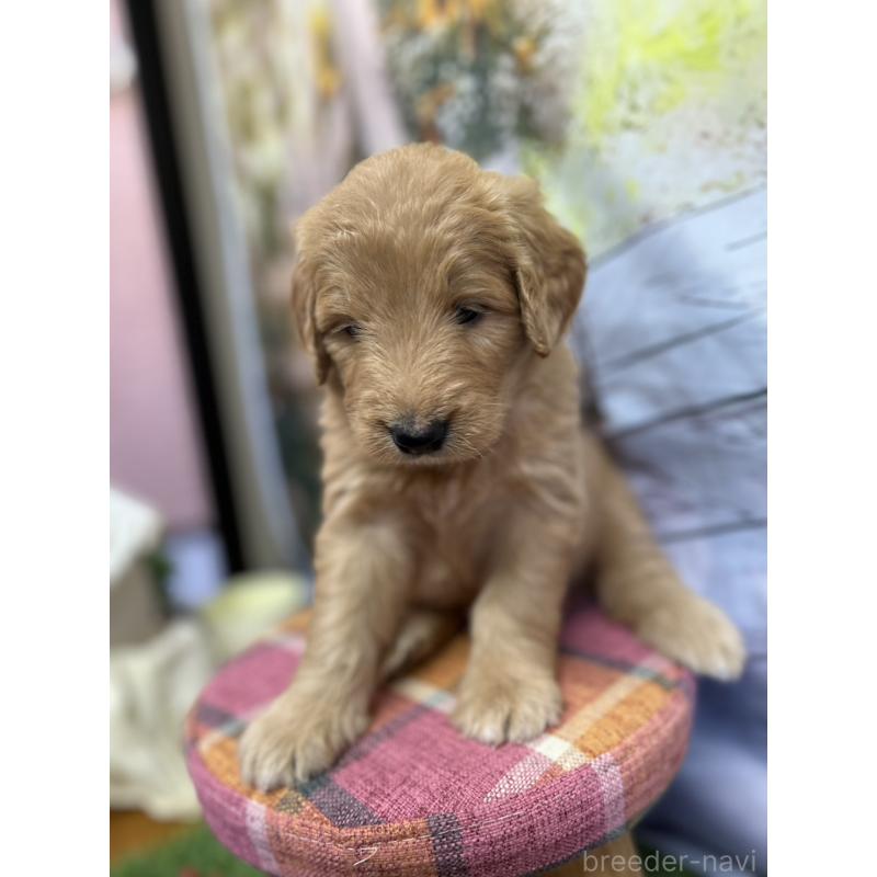 販売中の北海道のゴールデンドゥードル:ゴールデンレトリーバー×プードル-413985の14枚目