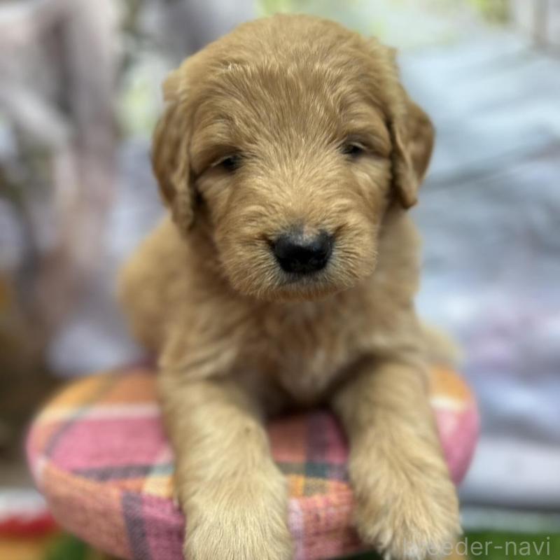 販売中の北海道のゴールデンドゥードル:ゴールデンレトリーバー×プードル-413985の13枚目