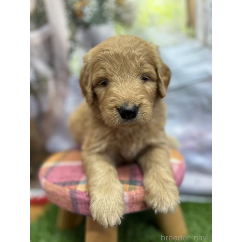 販売中の北海道のゴールデンドゥードル:ゴールデンレトリーバー×プードル-413985の12枚目