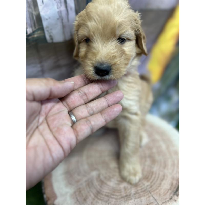 成約済の北海道のゴールデンドゥードル:ゴールデンレトリーバー×プードル-414988の9枚目