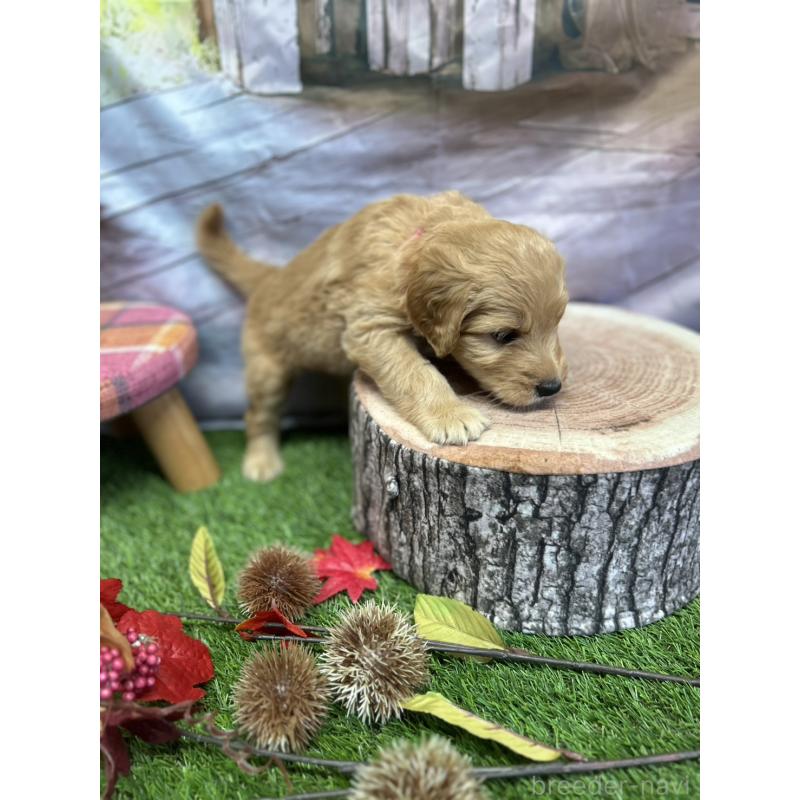 成約済の北海道のゴールデンドゥードル:ゴールデンレトリーバー×プードル-414988の8枚目