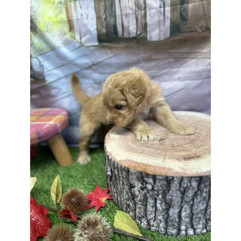 成約済の北海道のゴールデンドゥードル:ゴールデンレトリーバー×プードル-414988の7枚目