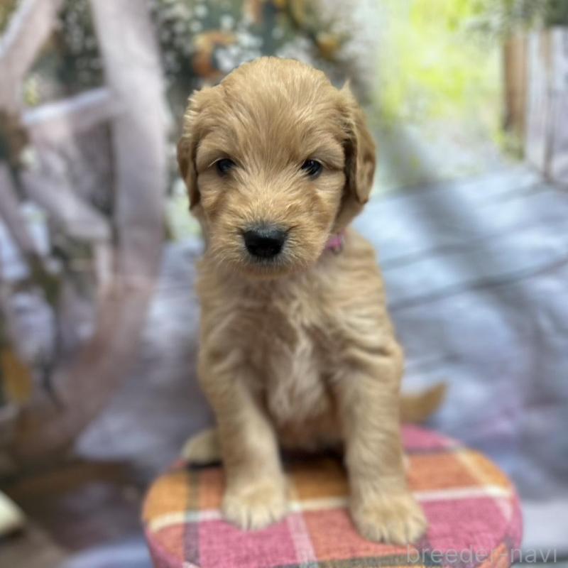 成約済の北海道のゴールデンドゥードル:ゴールデンレトリーバー×プードル-414988の6枚目