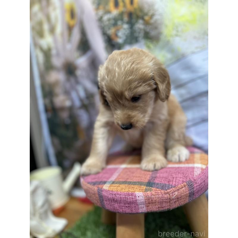 販売中の北海道のゴールデンドゥードル:ゴールデンレトリーバー×プードル-414990の12枚目