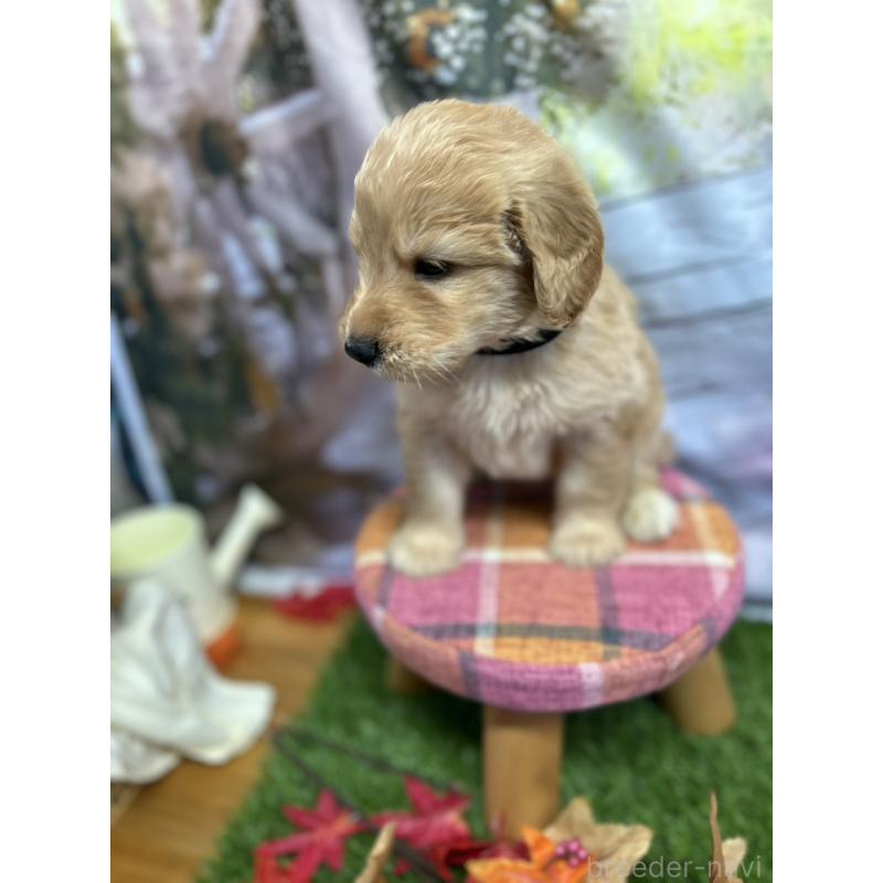 販売中の北海道のゴールデンドゥードル:ゴールデンレトリーバー×プードル-414990の11枚目