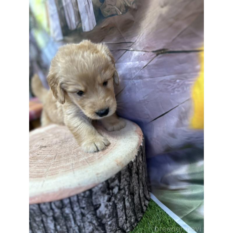 販売中の北海道のゴールデンドゥードル:ゴールデンレトリーバー×プードル-414990の10枚目