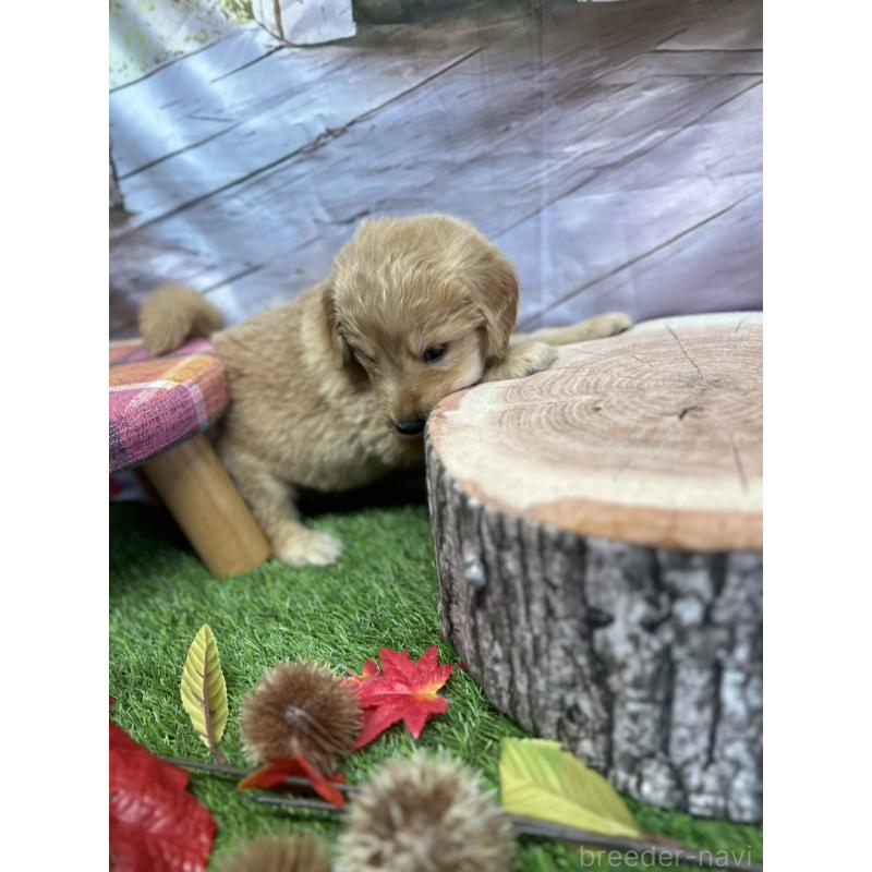 販売中の北海道のゴールデンドゥードル:ゴールデンレトリーバー×プードル-414990の9枚目