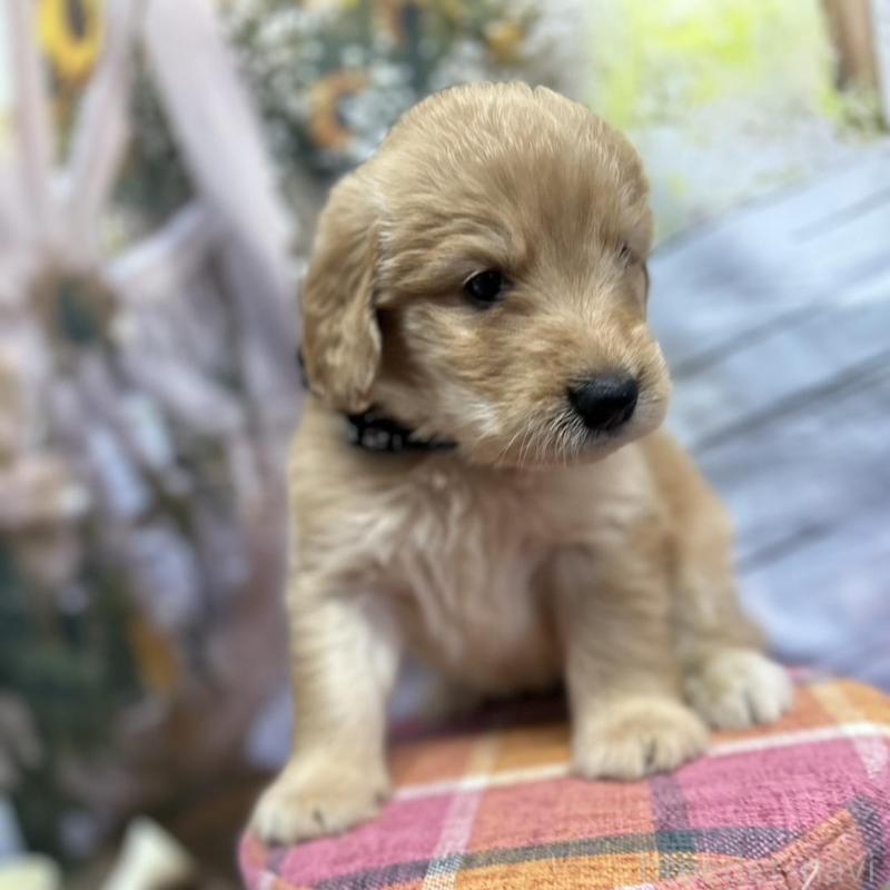 販売中の北海道のゴールデンドゥードル:ゴールデンレトリーバー×プードル-414990の8枚目