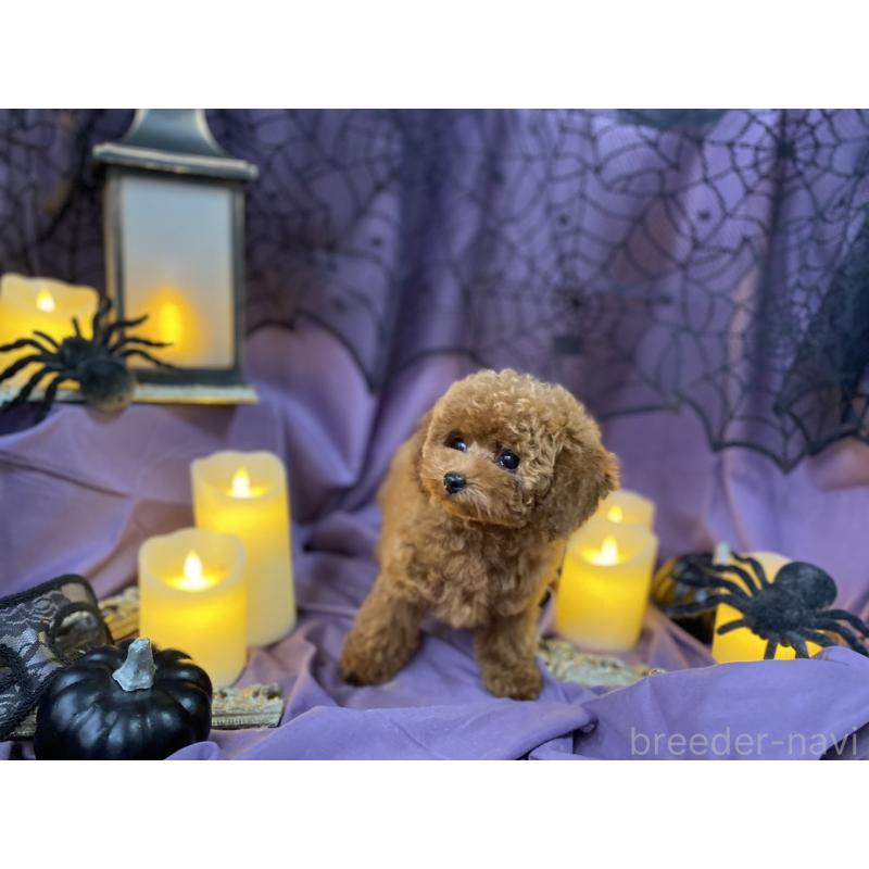 成約済の広島県のティーカッププードル-403412の4枚目