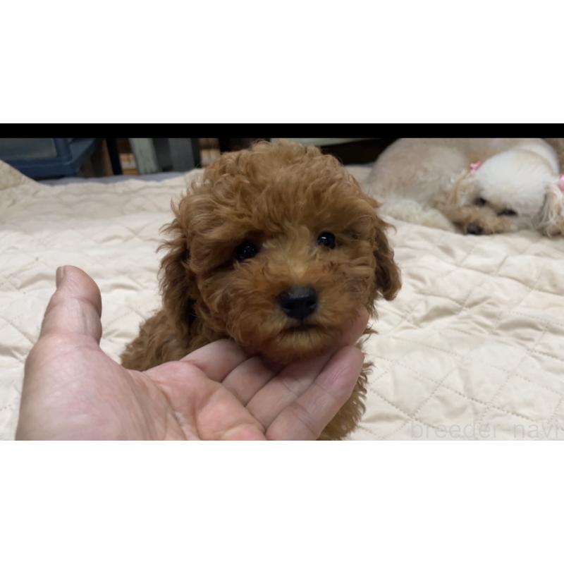 販売中の京都府のトイプードル-417539の2枚目
