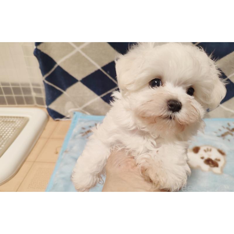 成約済の岡山県のマルチーズ-412974の2枚目