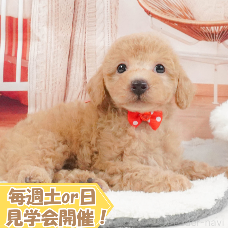 販売中の静岡県のトイプードル-407717の1枚目