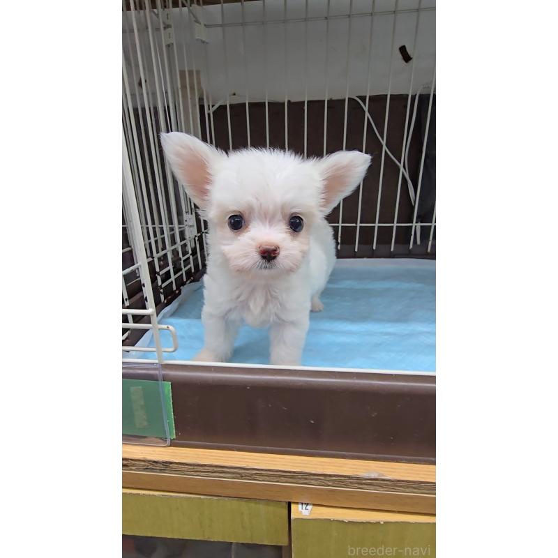 成約済の東京都のチワマル:チワワ×マルチーズ-415034の5枚目