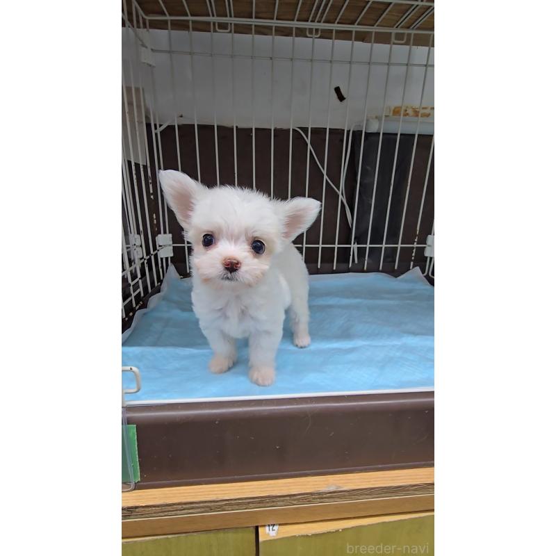 成約済の東京都のチワマル:チワワ×マルチーズ-415034の4枚目