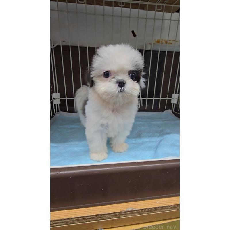 販売中の東京都のシーズー-415033の3枚目