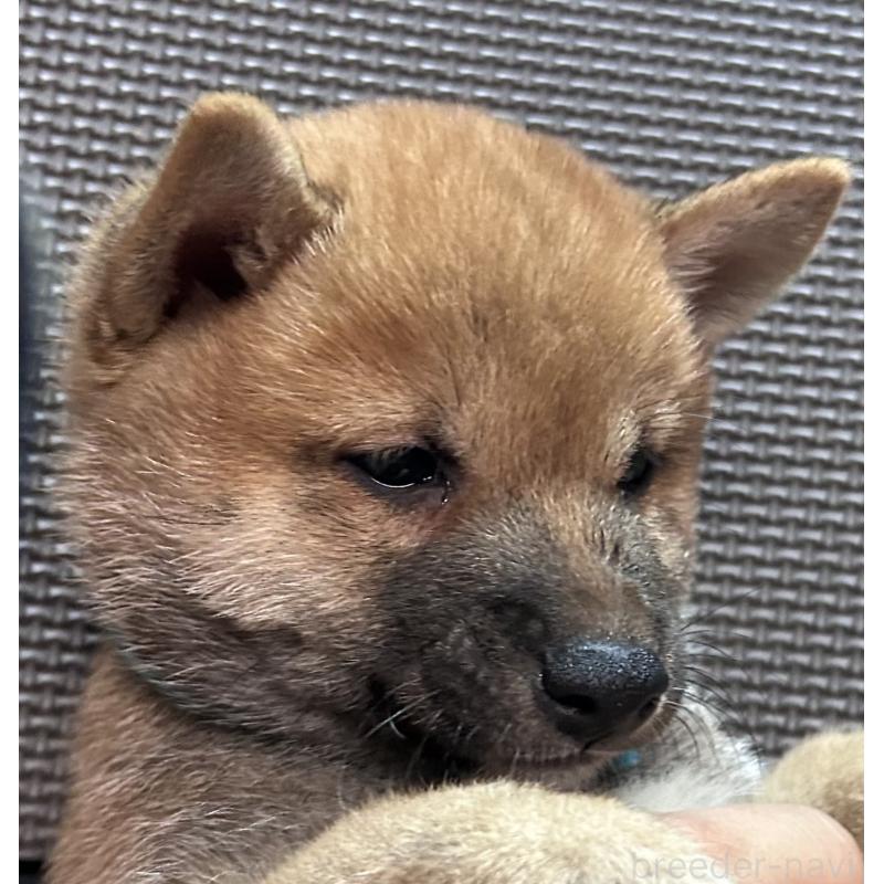 販売中の福岡県の豆柴-417543の10枚目