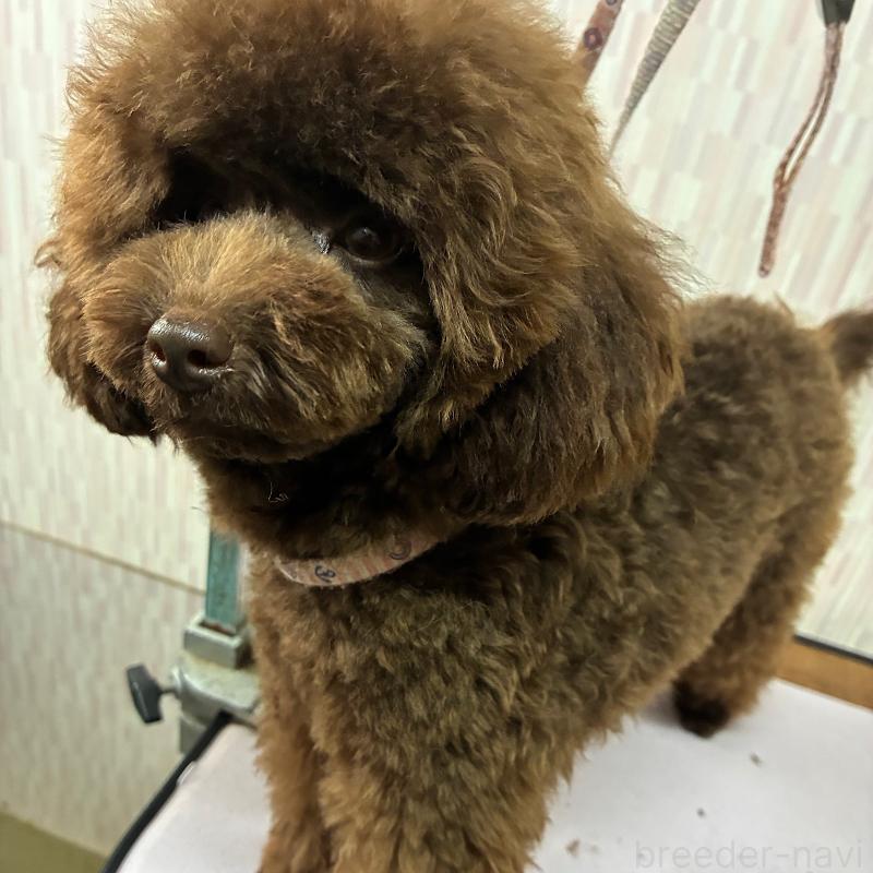 成約済の千葉県のティーカッププードル-401259の5枚目