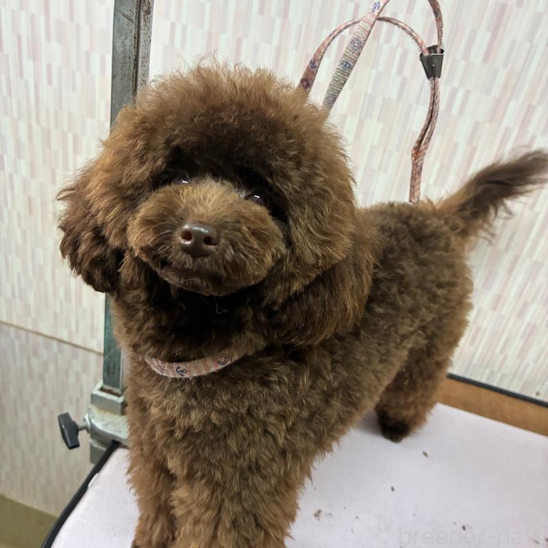 成約済の千葉県のティーカッププードル-401259の4枚目