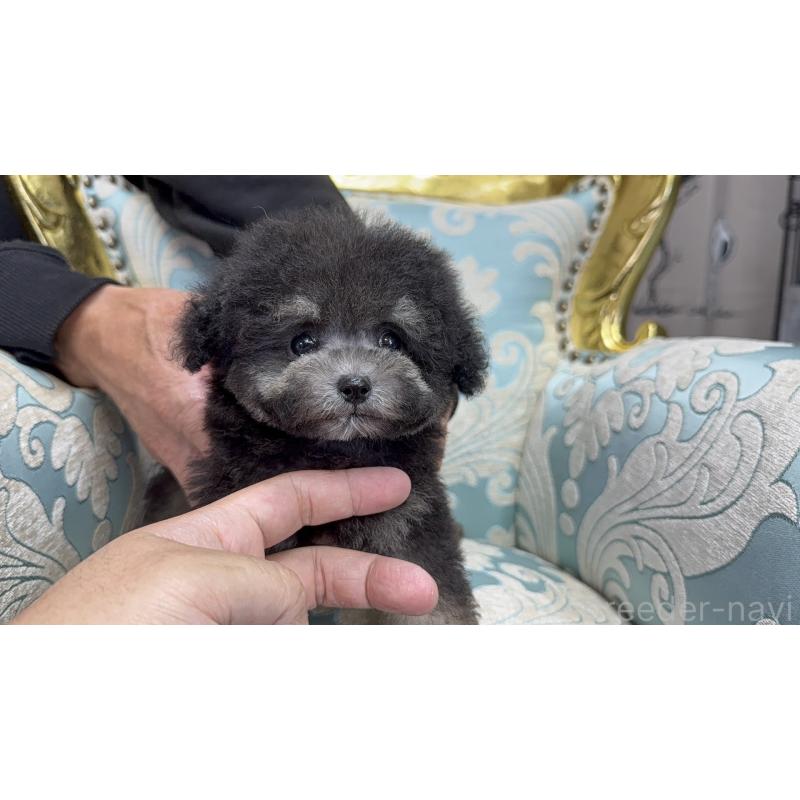 販売中の新潟県のティーカッププードル-417545の2枚目