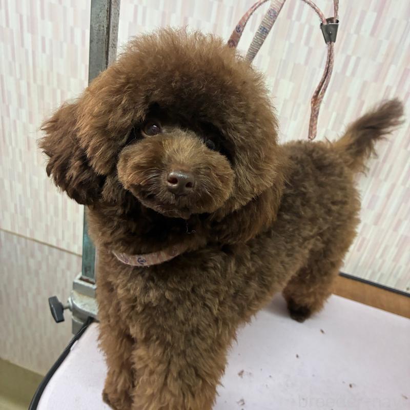 成約済の千葉県のティーカッププードル-401259の1枚目