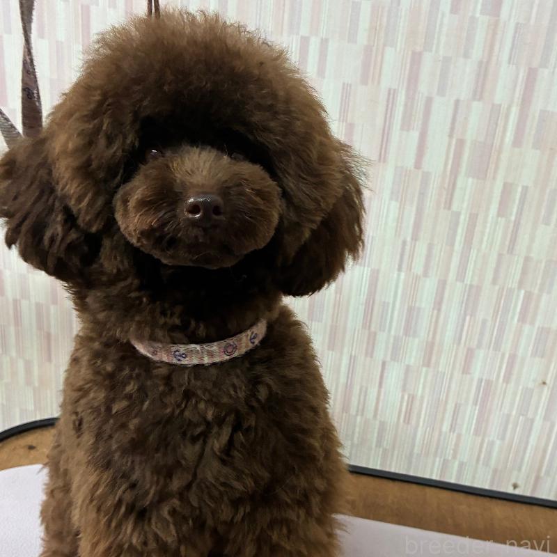 成約済の千葉県のティーカッププードル-401259の3枚目