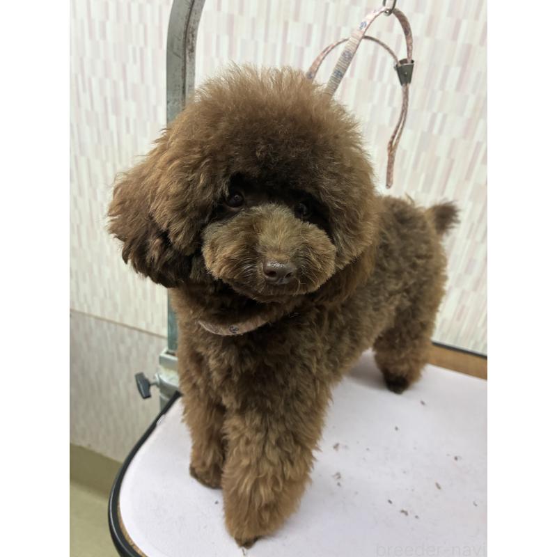 成約済の千葉県のティーカッププードル-401259の2枚目