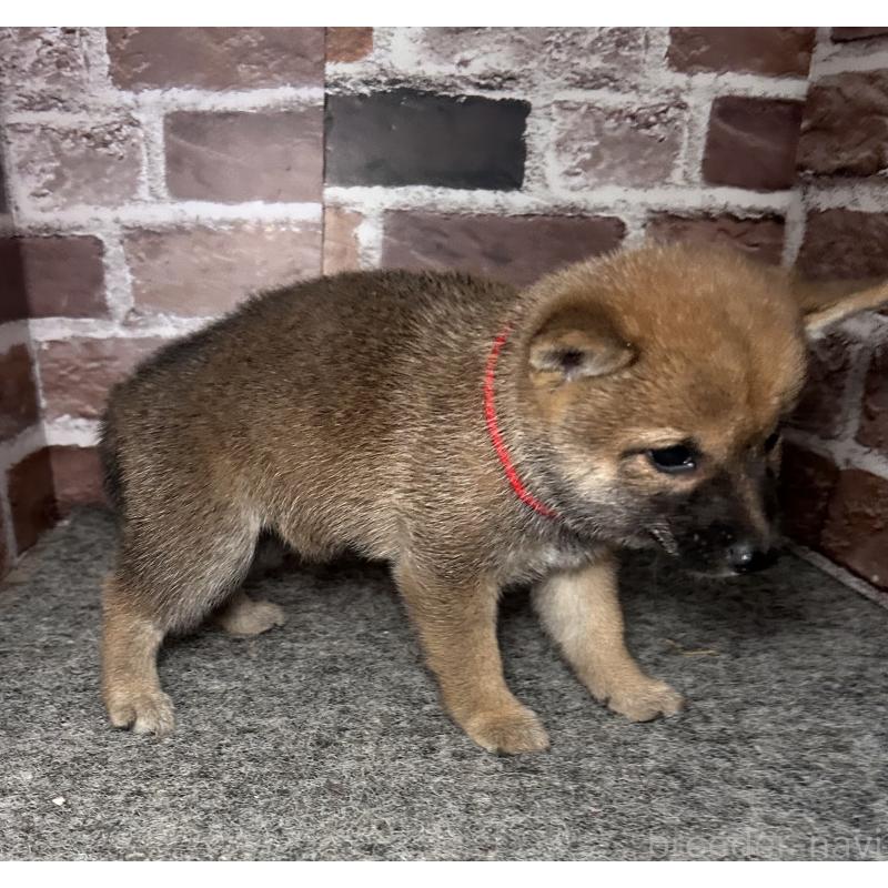 販売中の福岡県の豆柴-417544の5枚目