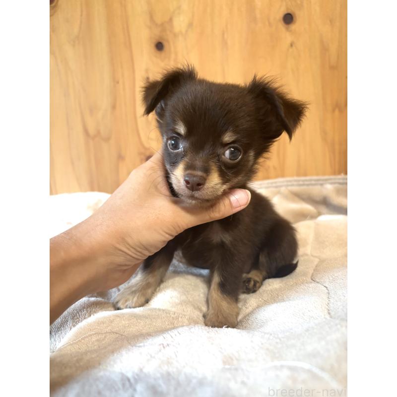 販売中の高知県のミックス犬-417549の4枚目