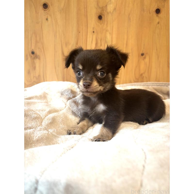 販売中の高知県のミックス犬-417549の2枚目