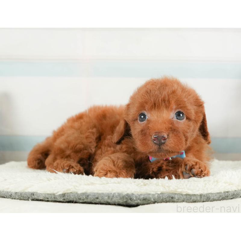 販売中の静岡県のトイプードル-415504の5枚目